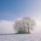 Bodnegg im Winter