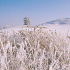 Bodnegg im Winter