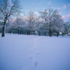 Bodnegg im Winter