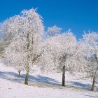 Bodnegg im Winter